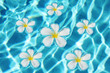 Frangipani flowers in the swimming pool Frangipani flowers in the swimming pool
