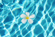 Frangipani flower in the swimming pool