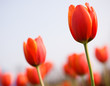 orange tulips