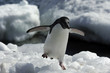 Foto: Adelie Penguins Adelie Penguins