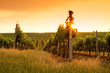 Evening view of the vineyards