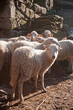 Rural scene - Heard of sheep