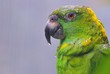 Amazon Parrot.