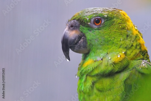 Photo: Amazon Parrot. Amazon Parrot.