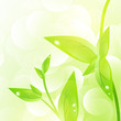 Green leaf