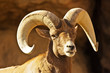 Male Bighorn Sheep