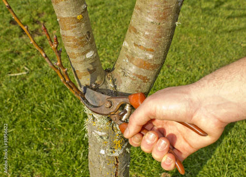 Photo: Man pruning Tree in Spring Man pruning Tree in Spring