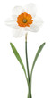 daffodil