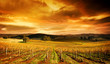 Stunning Vineyard