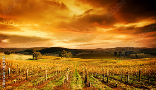 Photo: Stunning Vineyard Stunning Vineyard