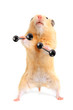 Hamster with bar