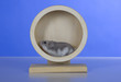Foto: Hamster, Cricetinae, Dsungarische Zwerghamster Hamster, Cricetinae, Dsungarische Zwerghamster