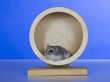 Hamster, Cricetinae, Dsungarische Zwerghamster