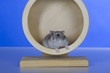 Foto: Hamster, Cricetinae, Dsungarische Zwerghamster Hamster, Cricetinae, Dsungarische Zwerghamster