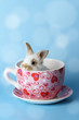 Hasenbaby in der Teetasse Hasenbaby in der Teetasse
