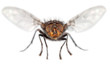 Foto: Fly close up Fly close up
