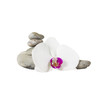 Orchidee mit Steinen.