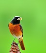 Redstart.