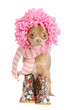 Funny puppy