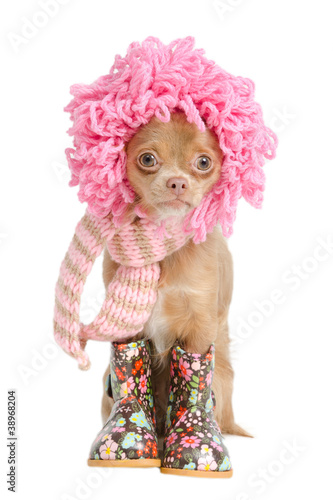 Photo: Funny puppy Funny puppy