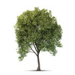 Illustration: Isolated Tree. Isolated Tree.