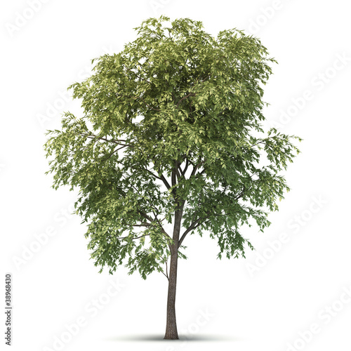 Illustration: Isolated Tree. Isolated Tree.