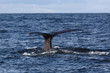 The fluke of Sperm whale as it begins a dive into the North Atla