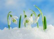 canvas print picture - Snowdrops in snow