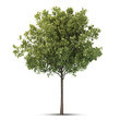Illustration: Isolated tree. Isolated tree.