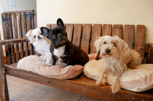 Photo: 犬 犬