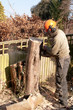 Photo: Chain-sawing a slice of tree trunk Chain-sawing a slice of tree trunk