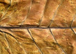 tobacco leaf