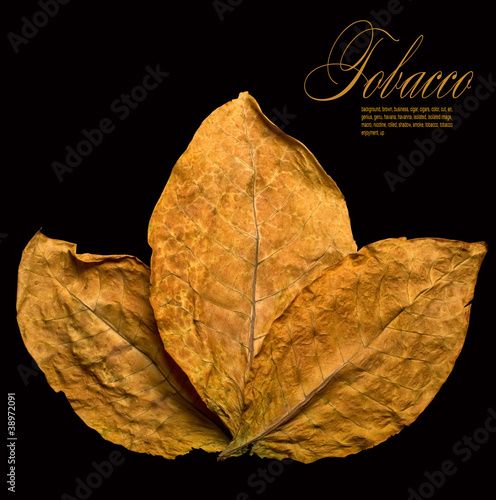Photo: dry leafs dry leafs