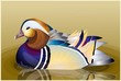 Closeup male mandarin duck