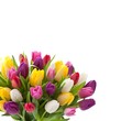 Bunte Tulpen