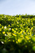 tea plant