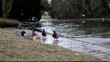 canard canard