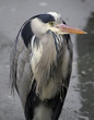 Heron