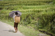 ragazza con ombrello tra le risaie di sapa, vietnam