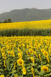 Marches, landscape at summer Marches, landscape at summer