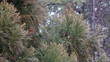 Video: Light snowfall on evergreens Light snowfall on evergreens
