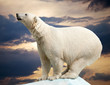 polar bear
