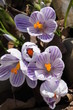 Krokusse