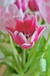 pinke Tulpen