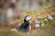 Puffin