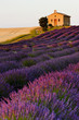 chapel with lavender and grain fields, Plateau de Valensole, Pro