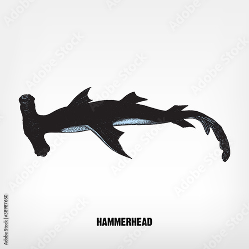 Vector: Engraving vintage Hammerhead. Engraving vintage Hammerhead.