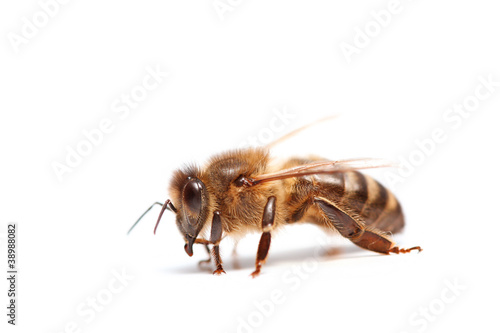 Foto: abeille abeille