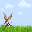 Vector: bunny in the meadow bunny in the meadow