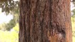 Video: bear tracks bear tracks